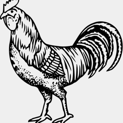 CHICK002 Thumbnail