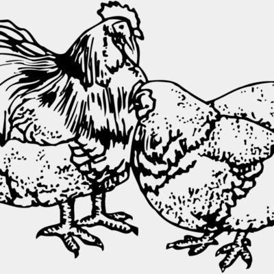 CHICK018 Thumbnail