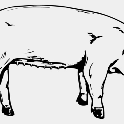 SOW0002 Thumbnail