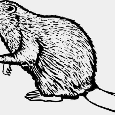 BEAVER03 Thumbnail
