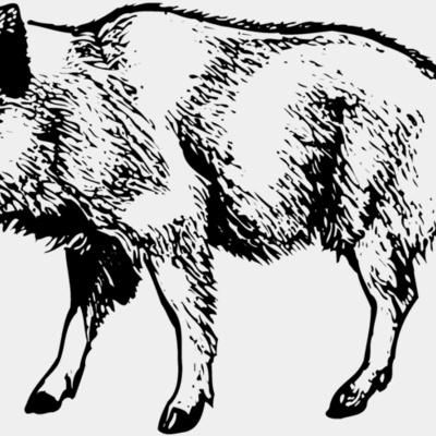 BOAR0001 Thumbnail