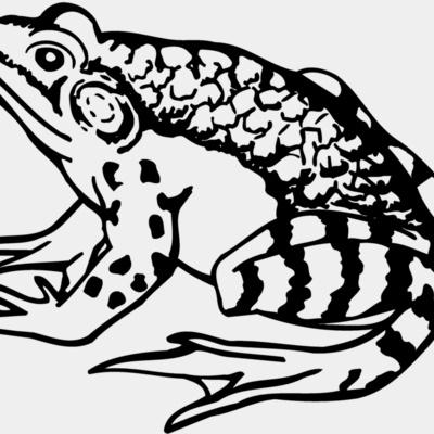 FROG03 Thumbnail