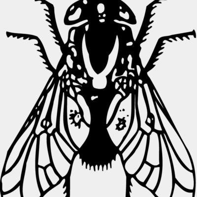 FLY02 Thumbnail