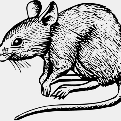 MOUSE001 Thumbnail