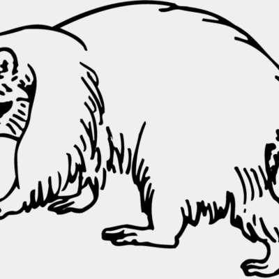 COON003 Thumbnail