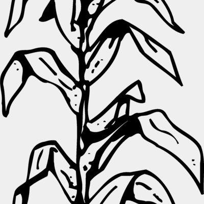 GRAIN006 Thumbnail
