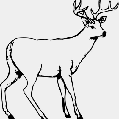 Deer Thumbnail