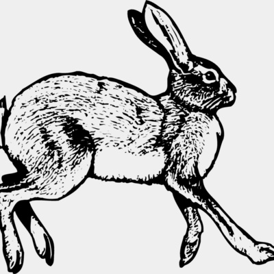 Rabbit Thumbnail