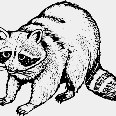 Raccoon Thumbnail