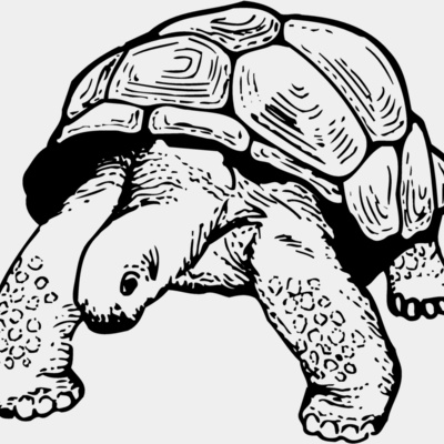 Turtles Thumbnail