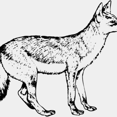 Wolves Thumbnail