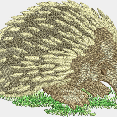 Echidna Thumbnail